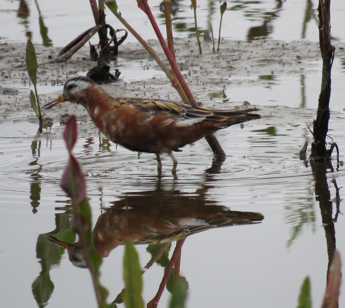 polarsvømmesnipe - ML56950311