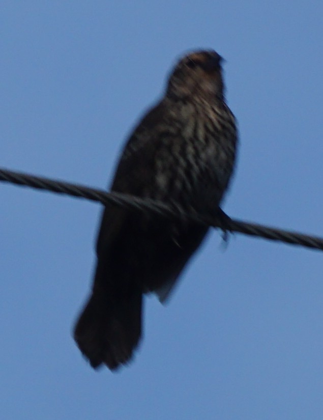 Red-winged Blackbird - ML569503571