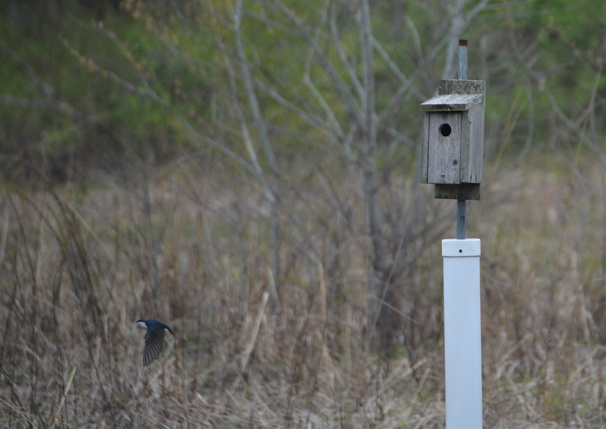 Tree Swallow - "Chia" Cory Chiappone ⚡️