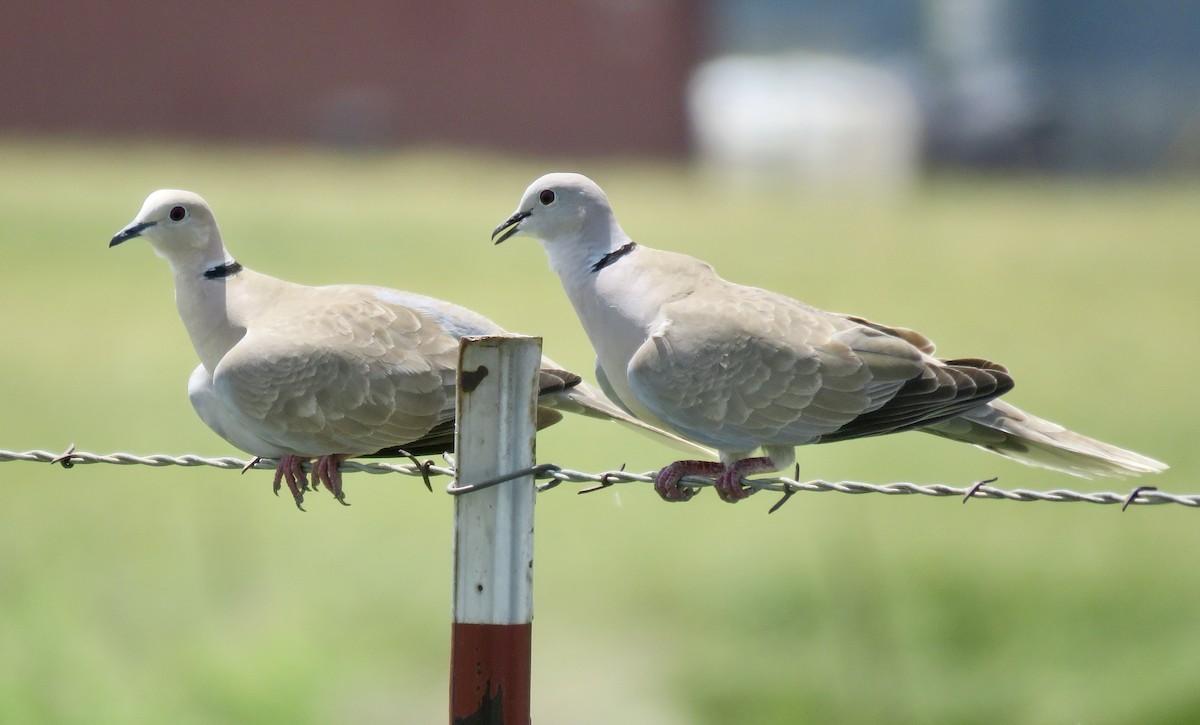 Eurasian Collared-Dove - Barbara Blevins