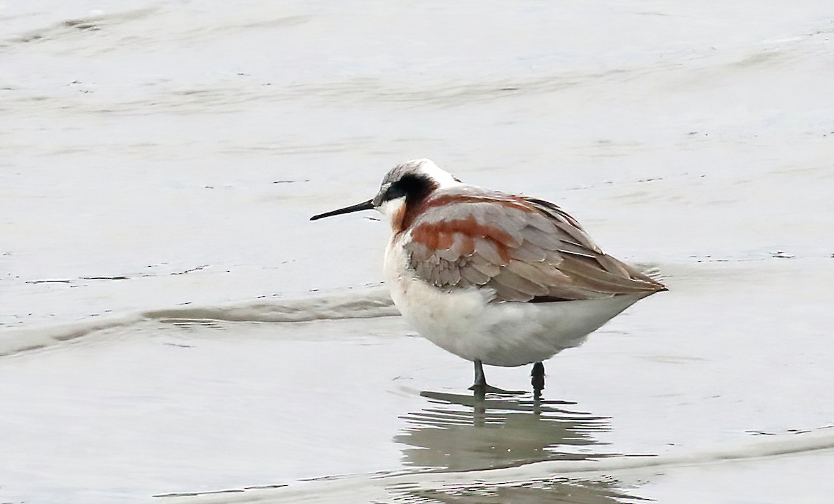 Phalarope de Wilson - ML569503951