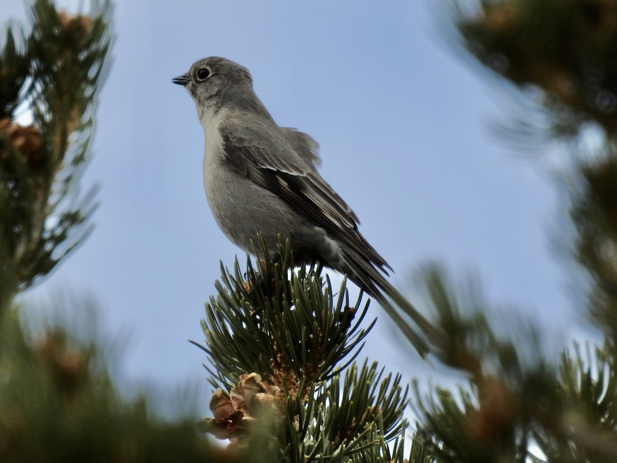 Townsend's Solitaire - ML569504901