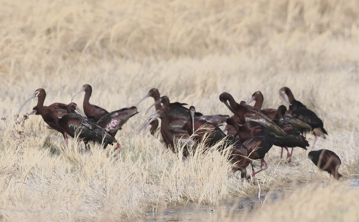 White-faced Ibis - ML569505041