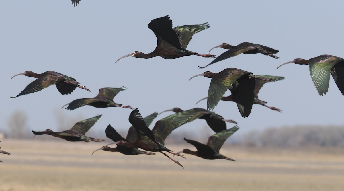 White-faced Ibis - ML569505231