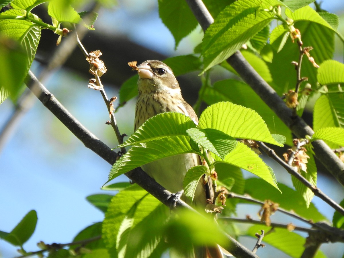 Rose-breasted Grosbeak - ML569506811