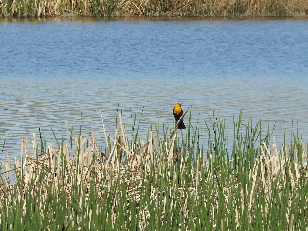 Yellow-headed Blackbird - ML569507401