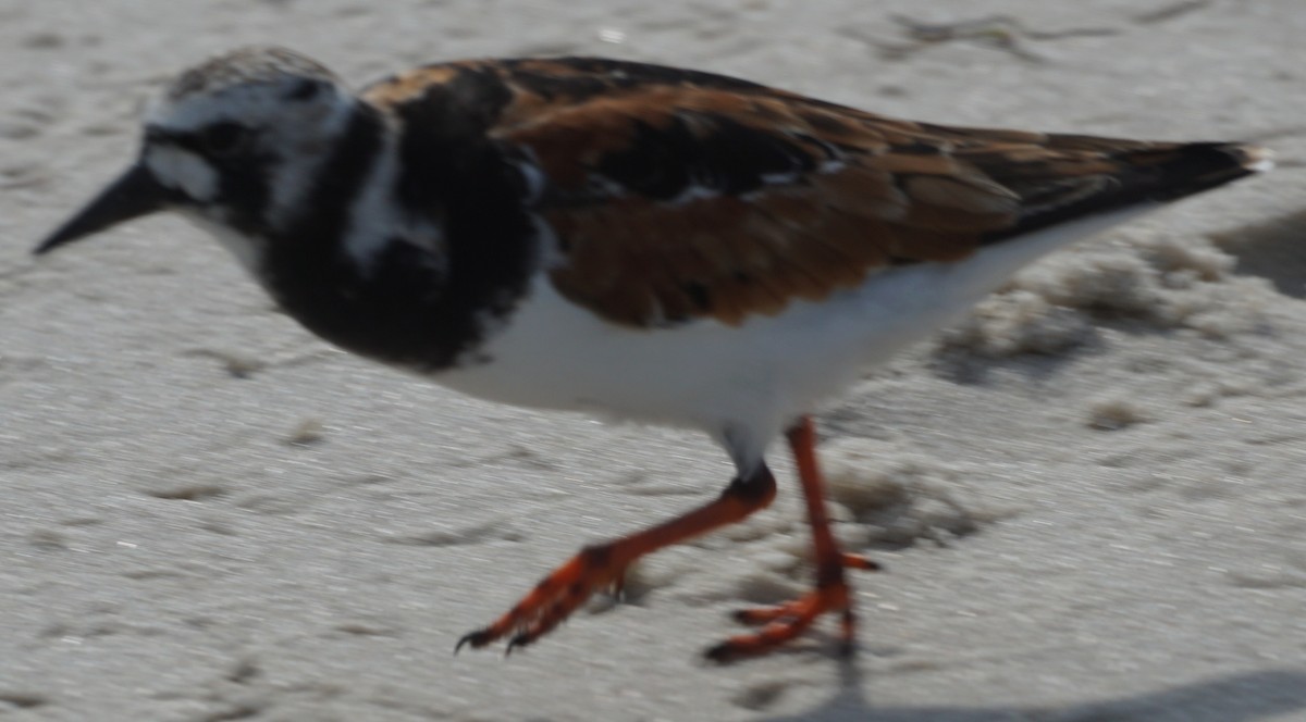 Ruddy Turnstone - John McCallister