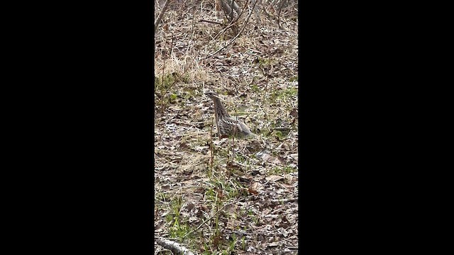 Ruffed Grouse - ML569507951