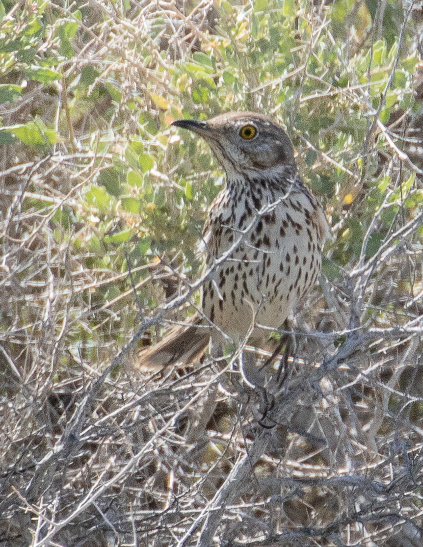 Sage Thrasher - Chris Tosdevin