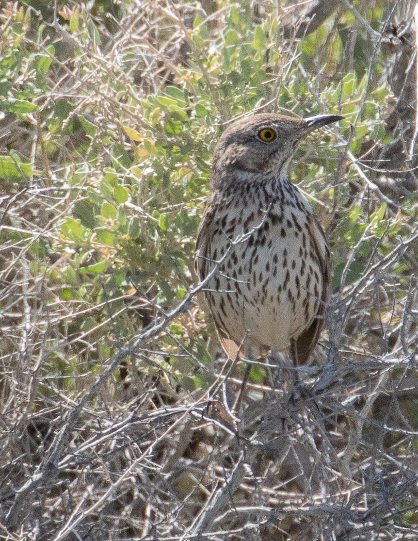 Sage Thrasher - Chris Tosdevin