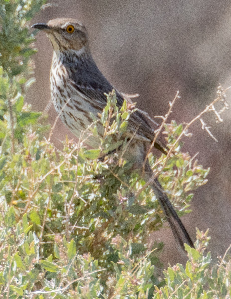 Sage Thrasher - Chris Tosdevin