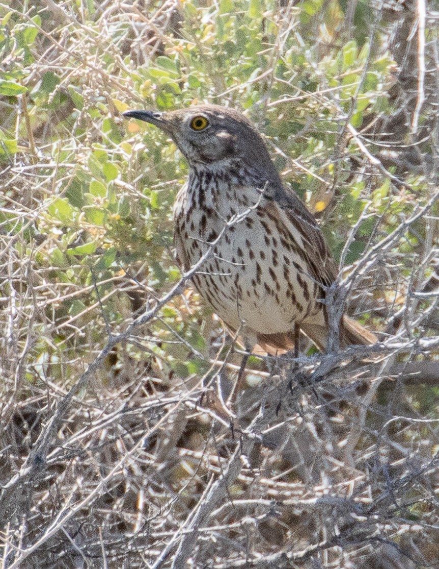 Sage Thrasher - Chris Tosdevin