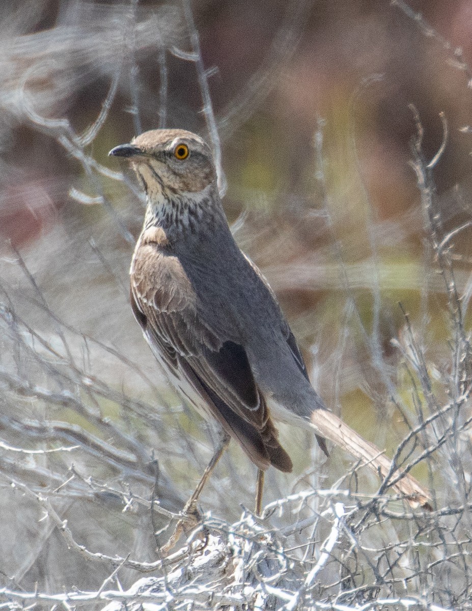 Sage Thrasher - Chris Tosdevin