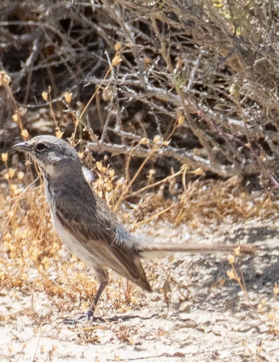 Bell's Sparrow (canescens) - Chris Tosdevin