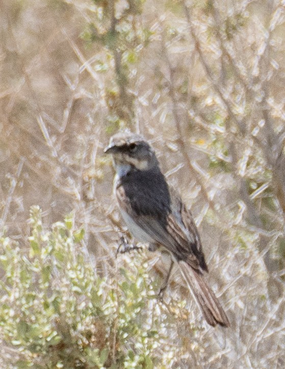 Bell's Sparrow (canescens) - Chris Tosdevin