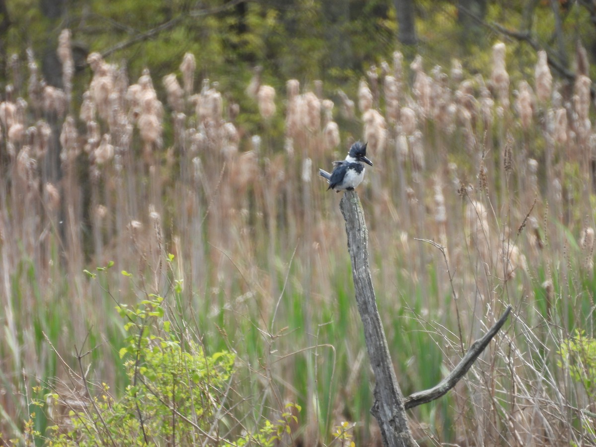 Belted Kingfisher - ML569509121