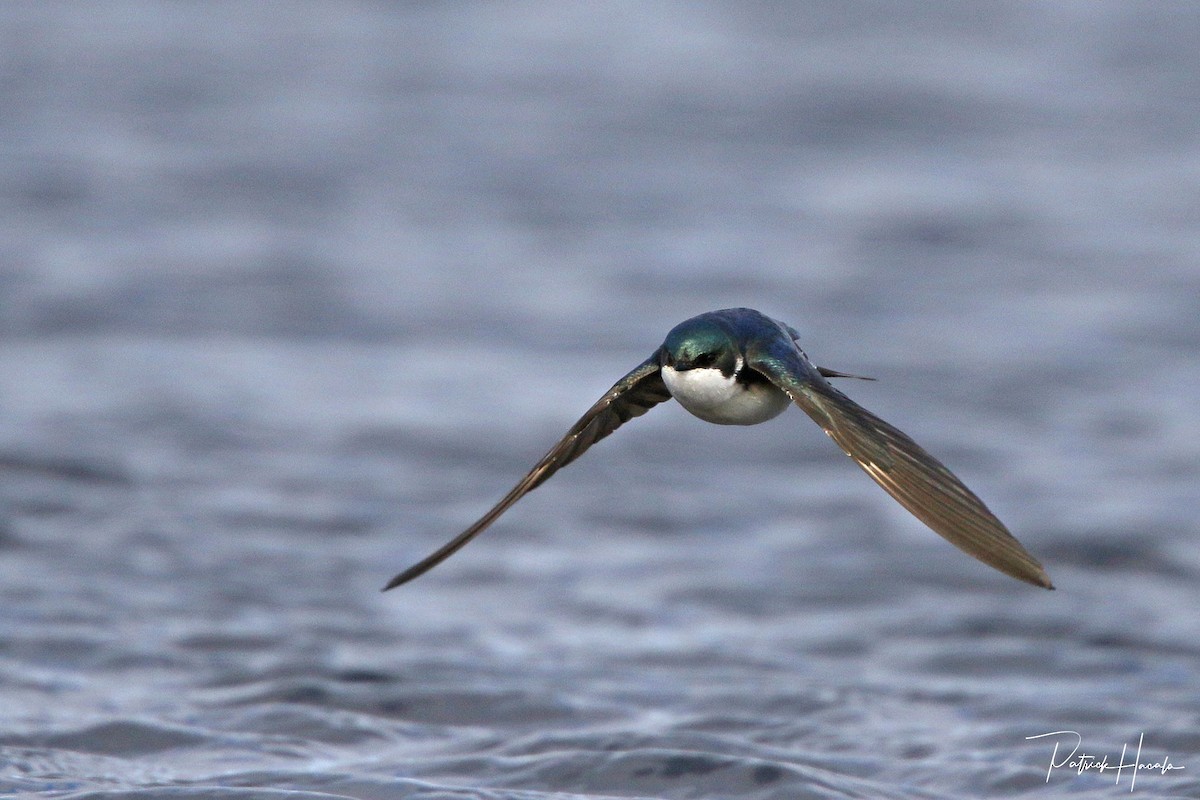 Golondrina Bicolor - ML569509311