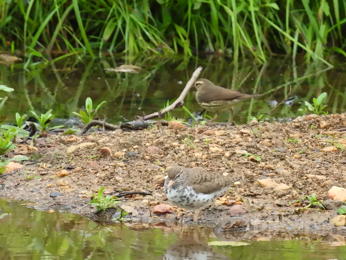 Spotted Sandpiper - Casey Girard