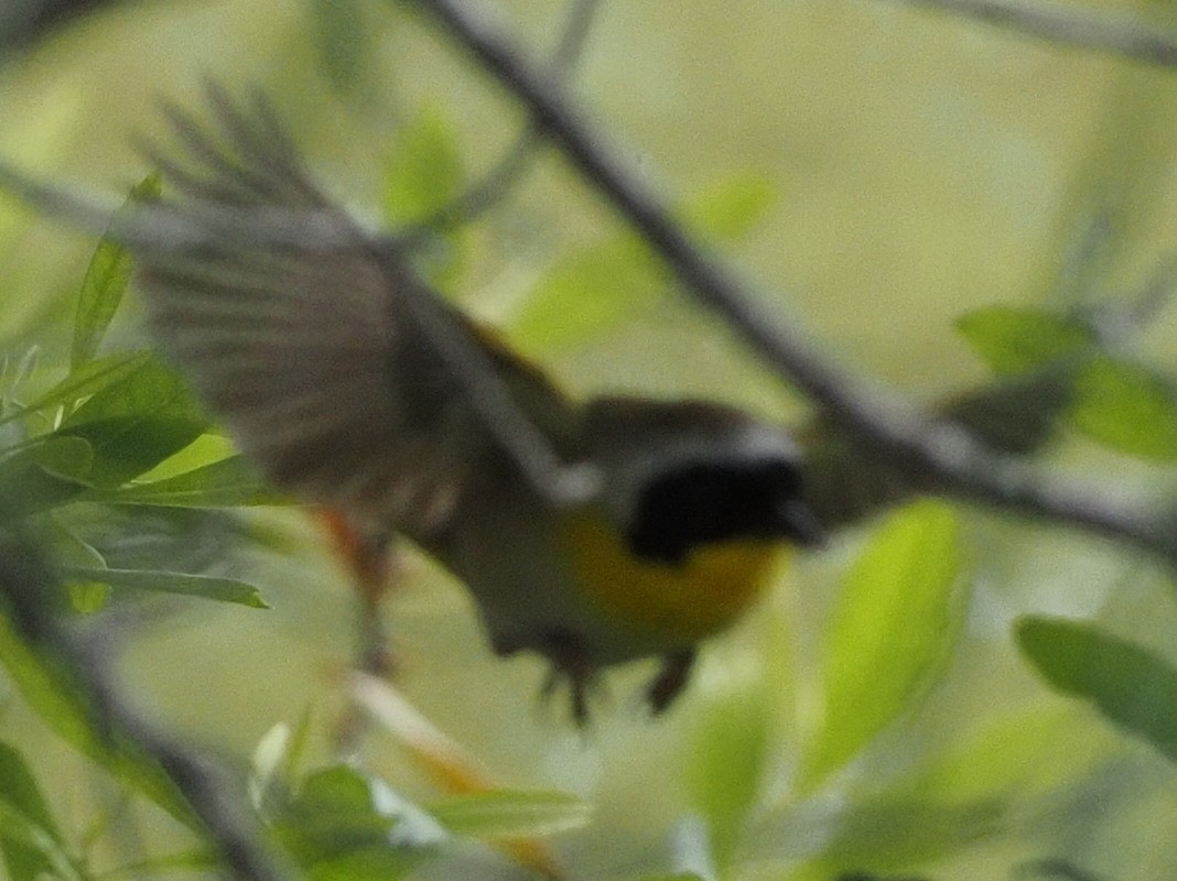 Common Yellowthroat - ML569511491