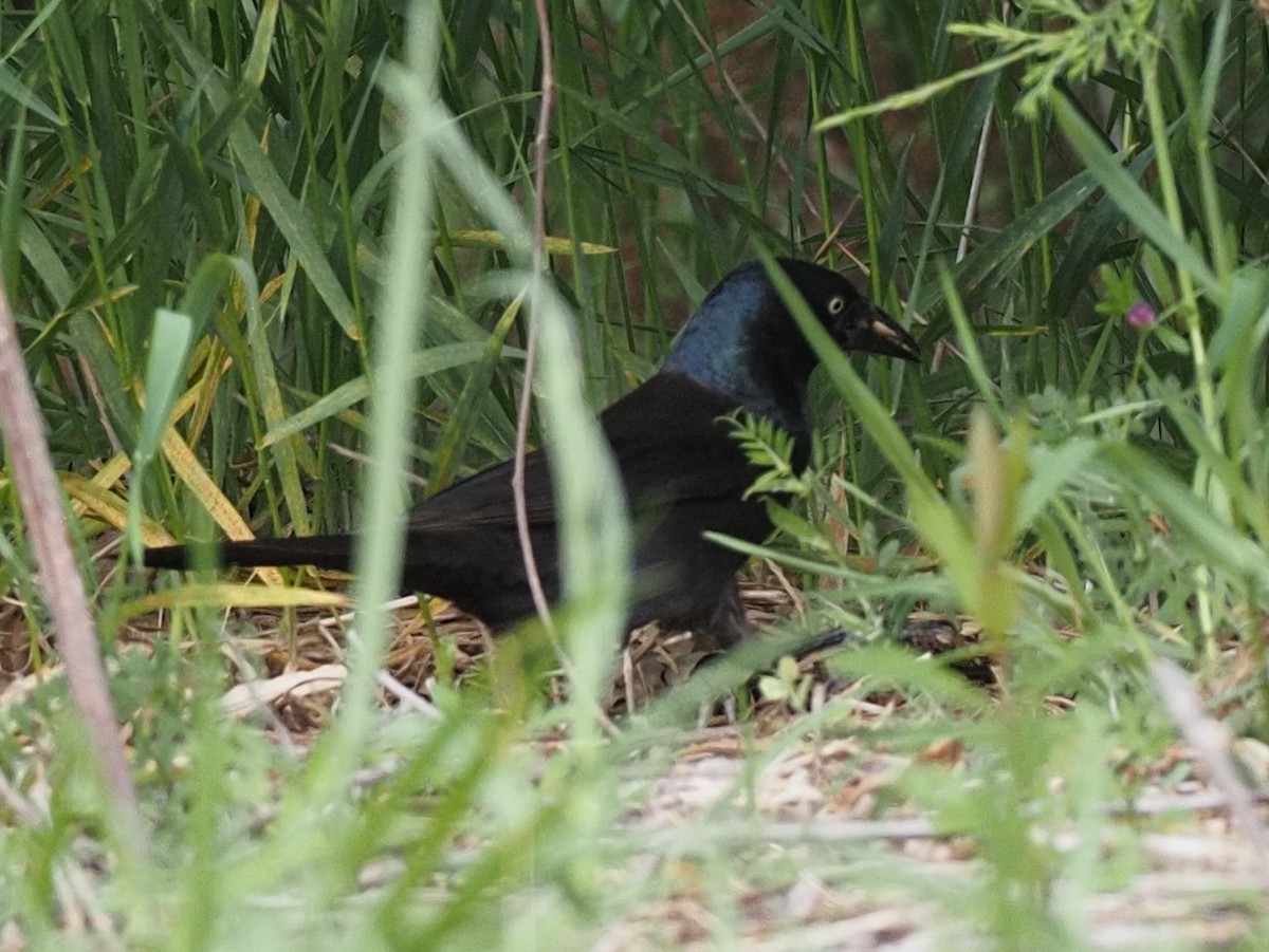 Common Grackle - ML569511561