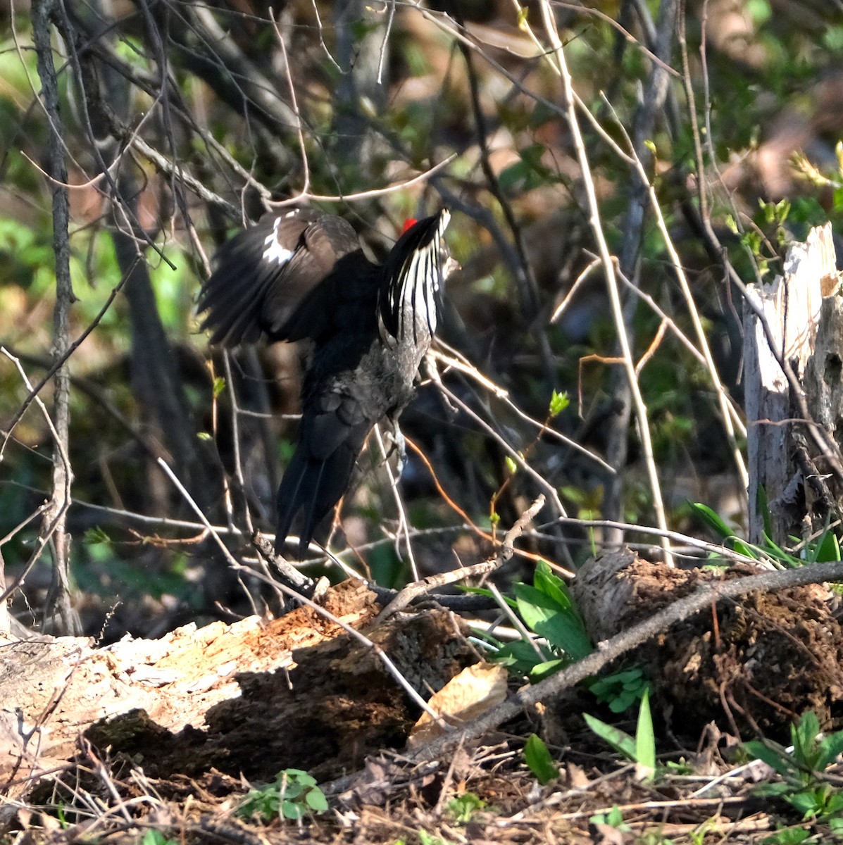Pileated Woodpecker - ML569511571