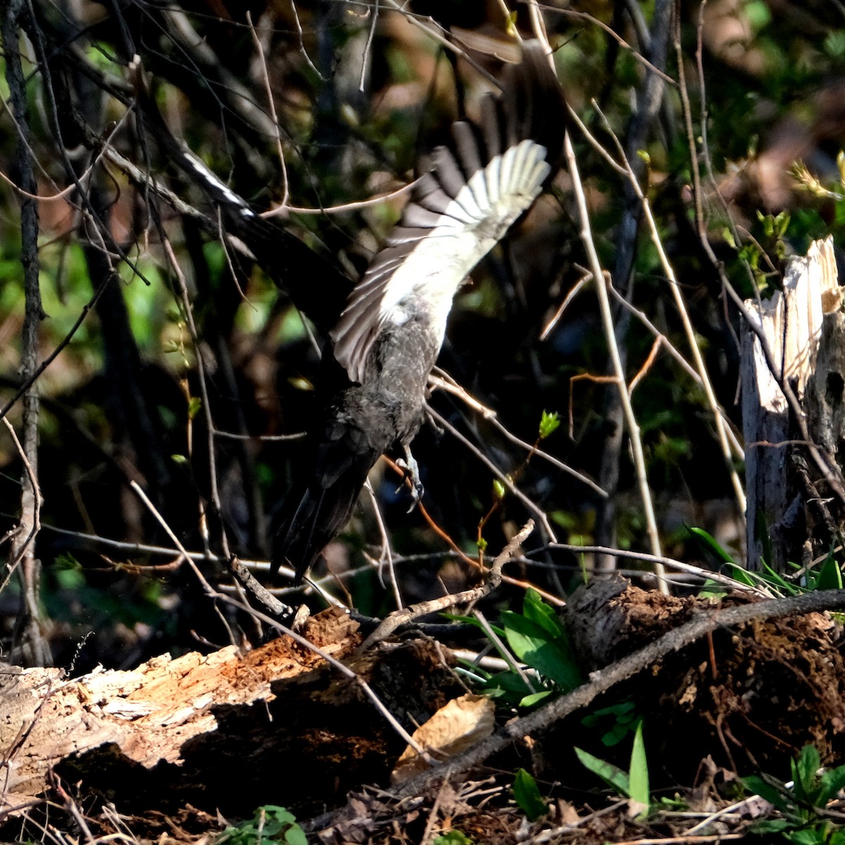 Pileated Woodpecker - ML569511581