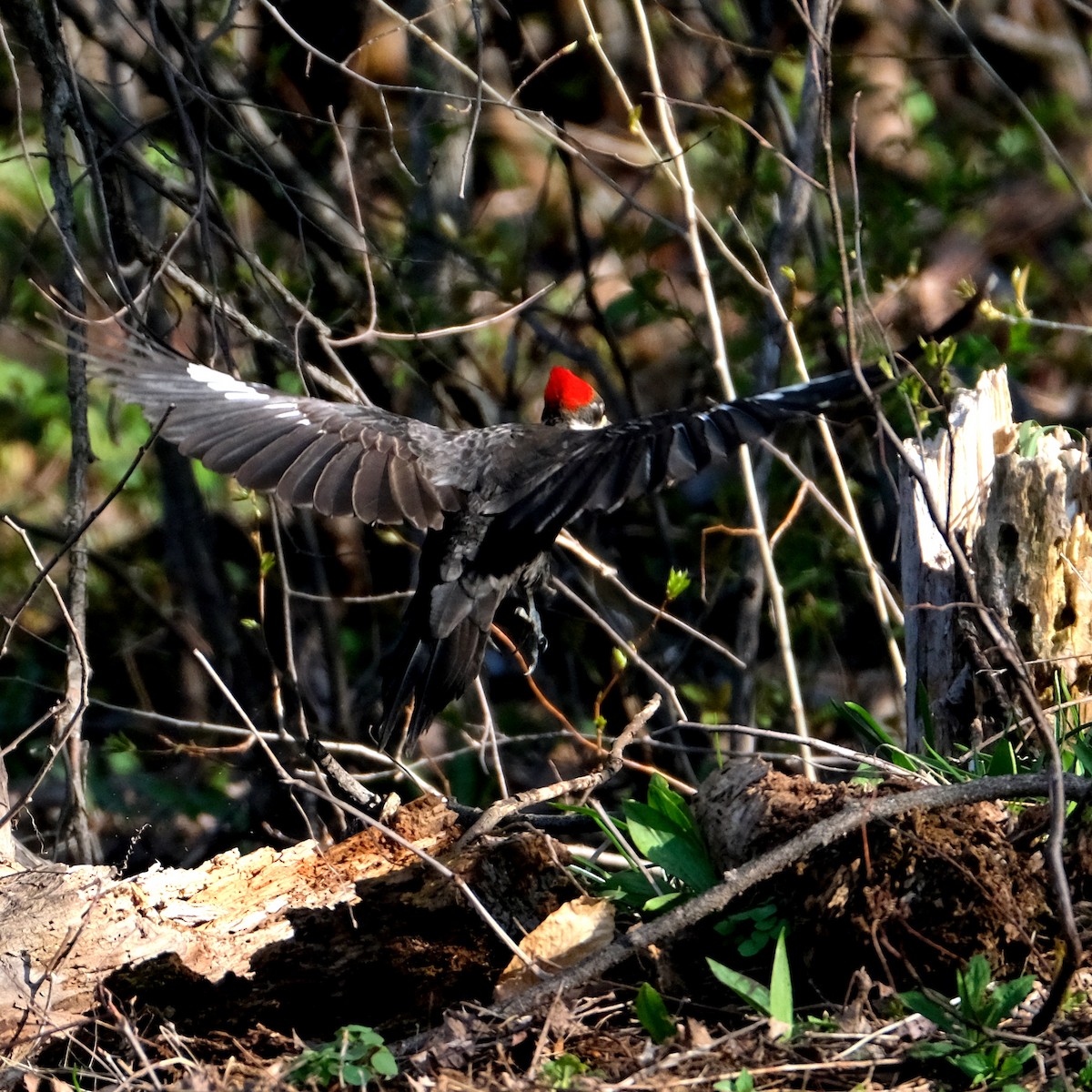 Pileated Woodpecker - ML569511631