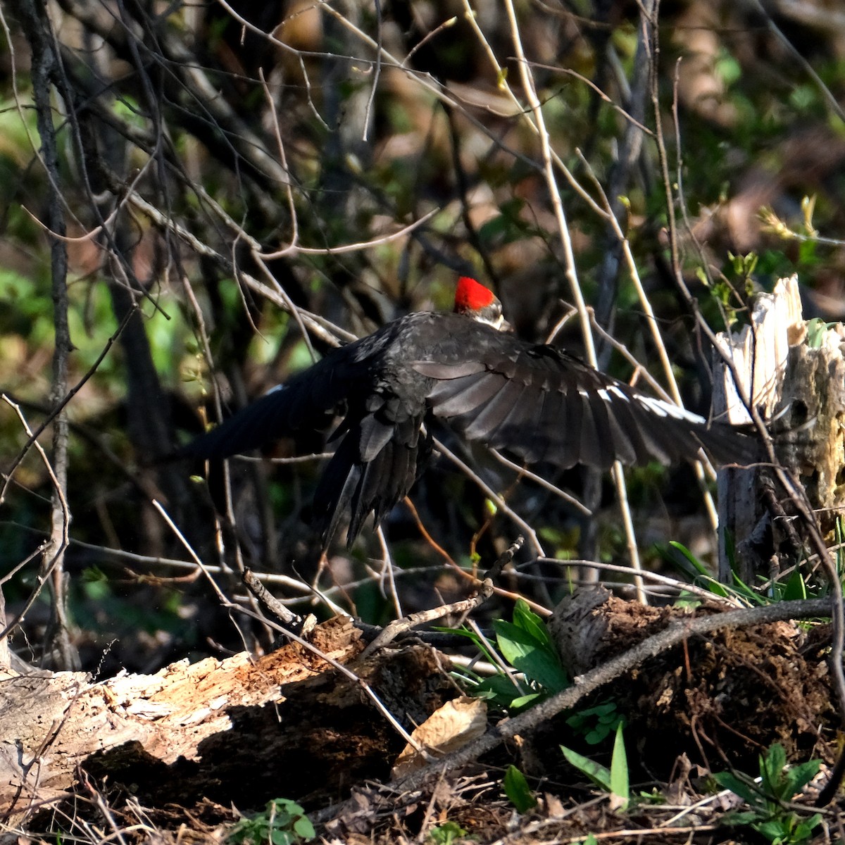Pileated Woodpecker - ML569511651