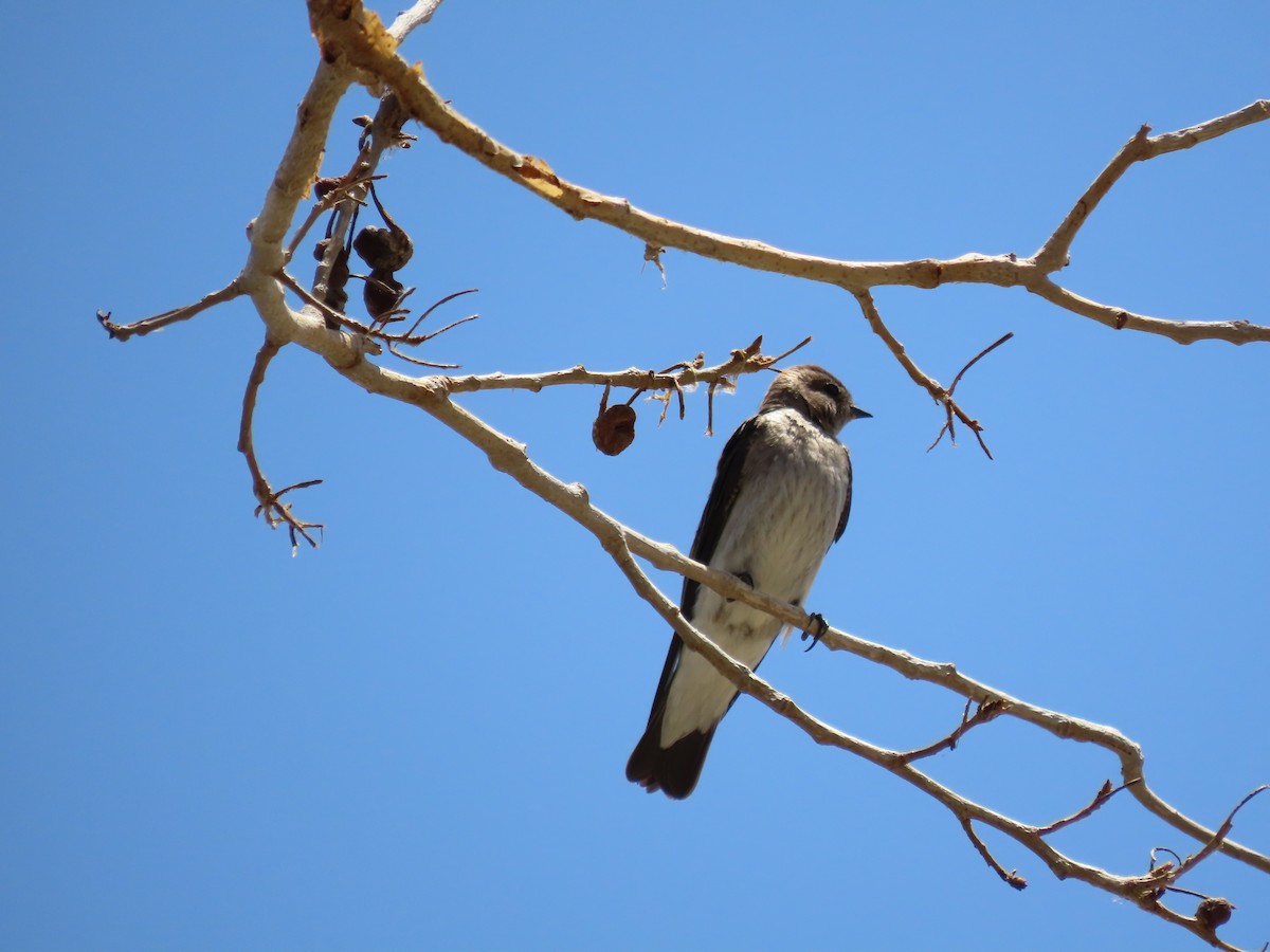 Northern Rough-winged Swallow - ML569512031