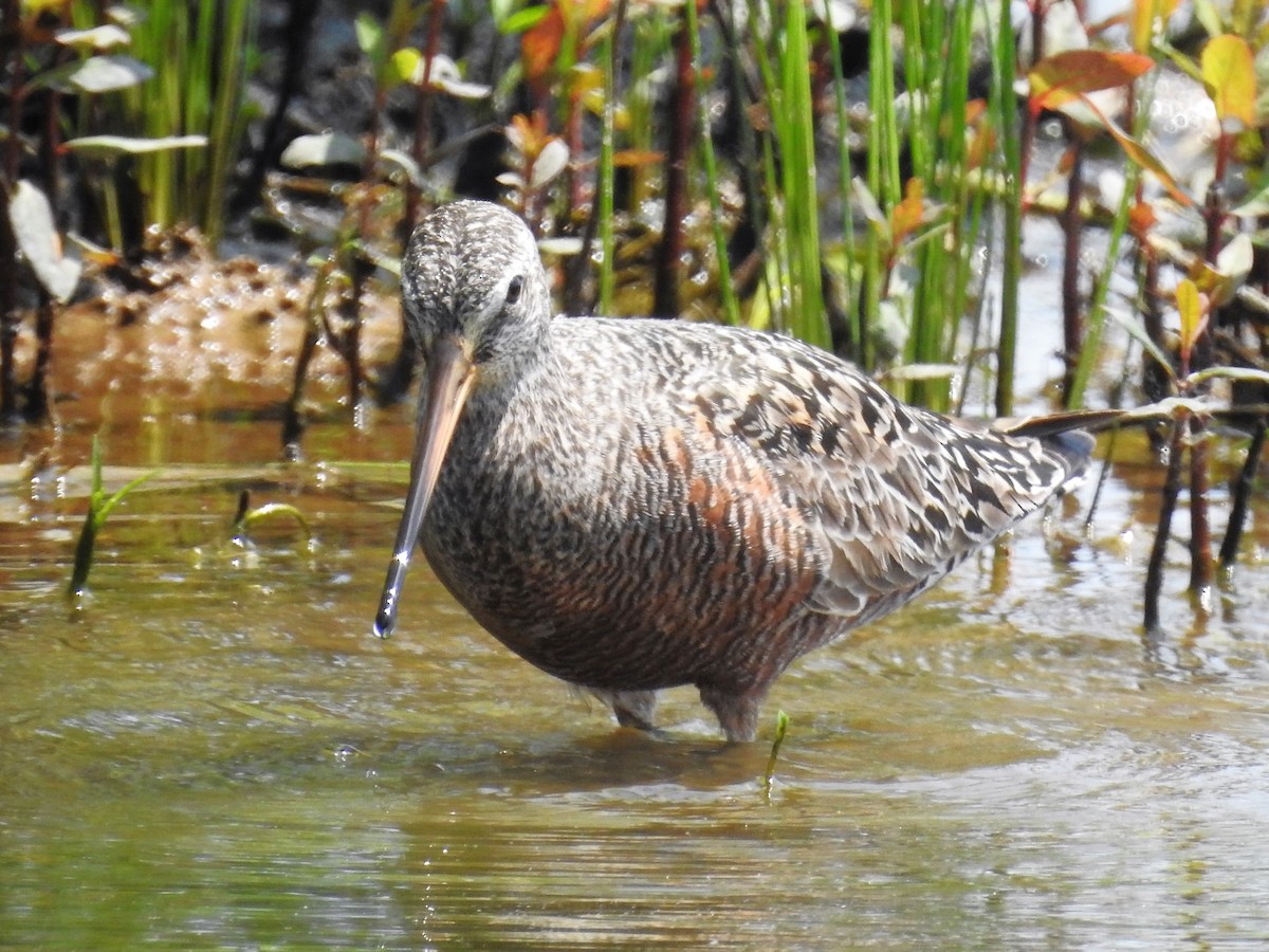 Hudsonian Godwit - ML569512801