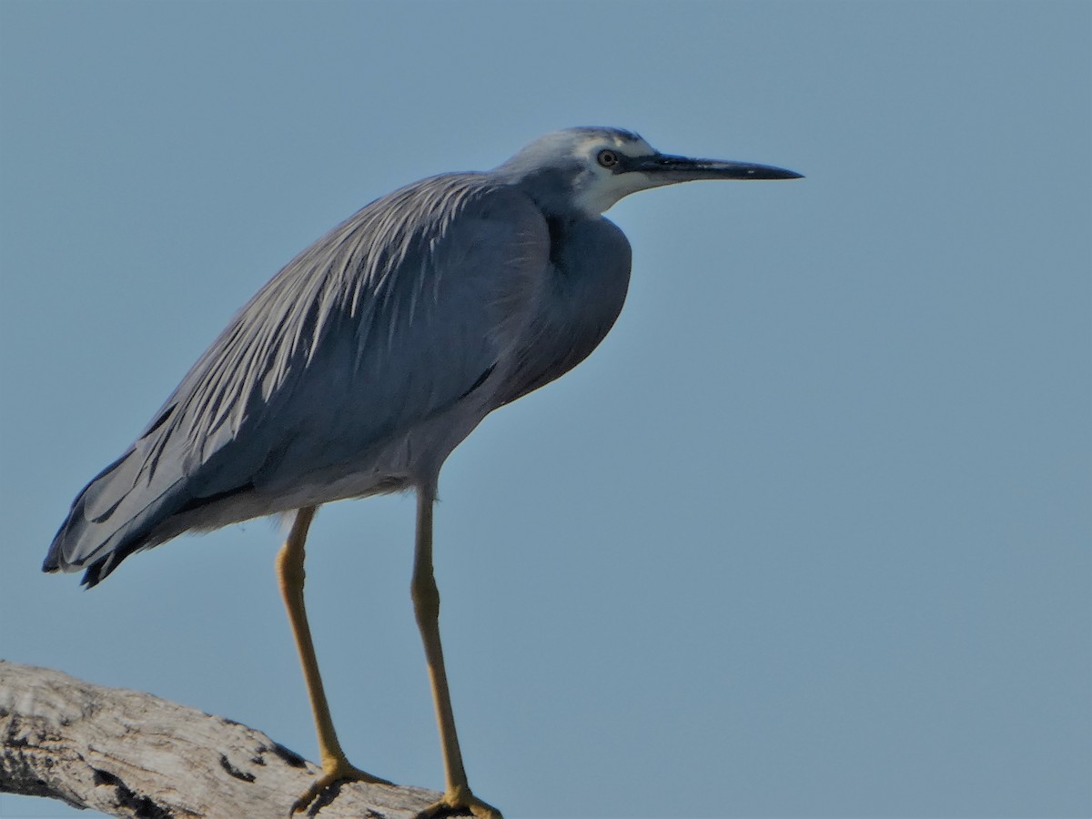 White-faced Heron - ML569512911