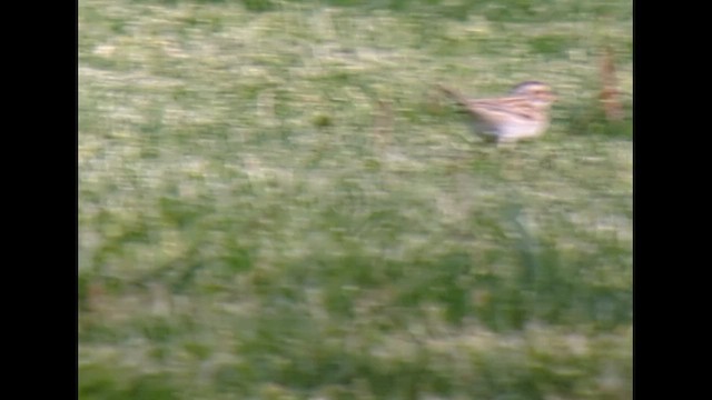 Clay-colored Sparrow - ML569513981