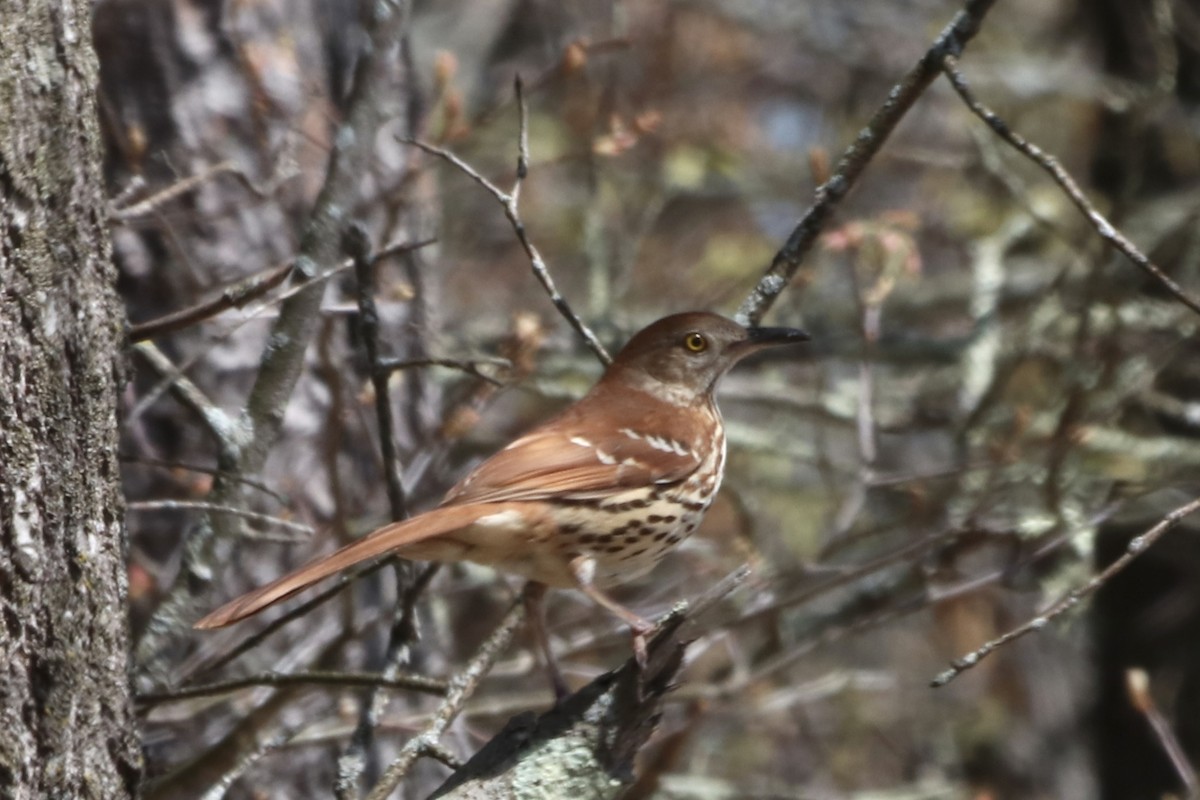 Brown Thrasher - ML569515521