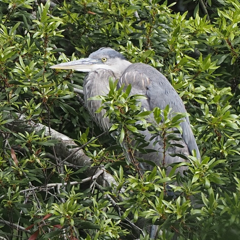 Great Blue Heron - ML569515761