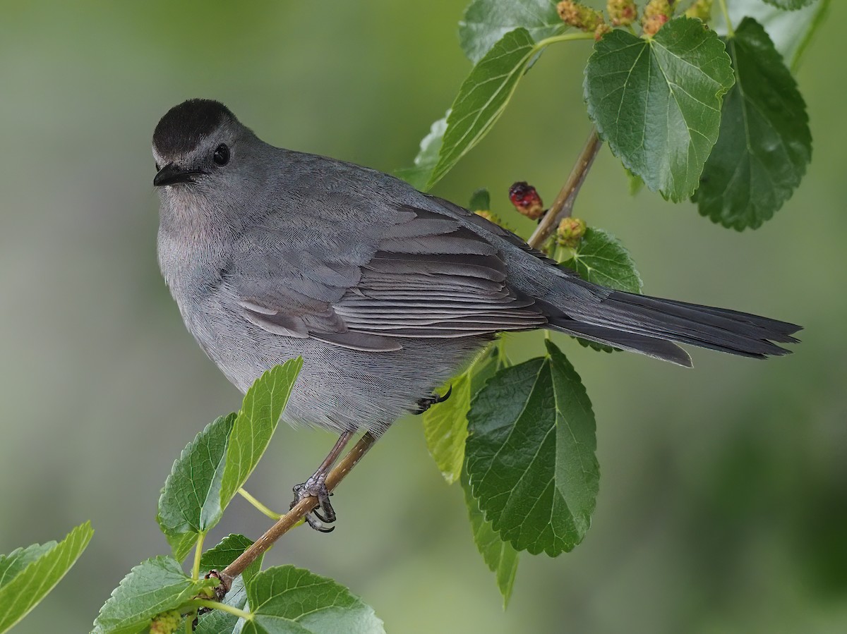 Gray Catbird - ML569515791