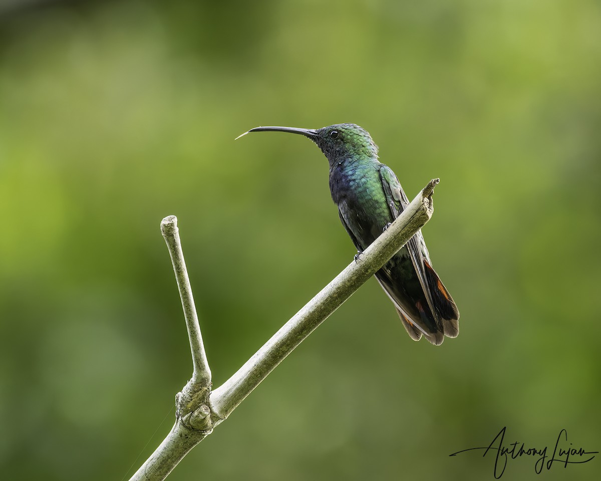 Green-throated Mango - ML569516331