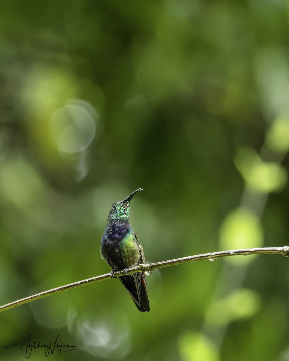 Green-throated Mango - ML569516351