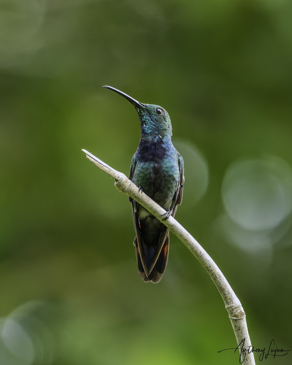 Green-throated Mango - ML569516361