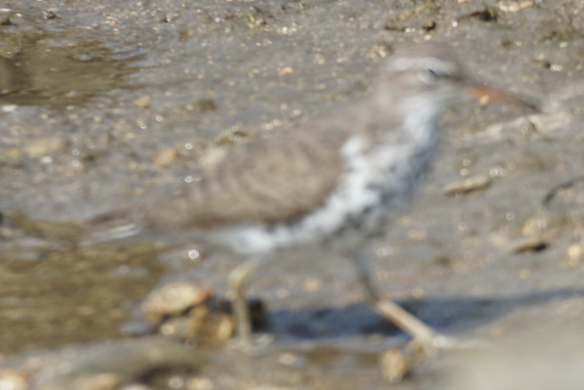 Spotted Sandpiper - ML569517161