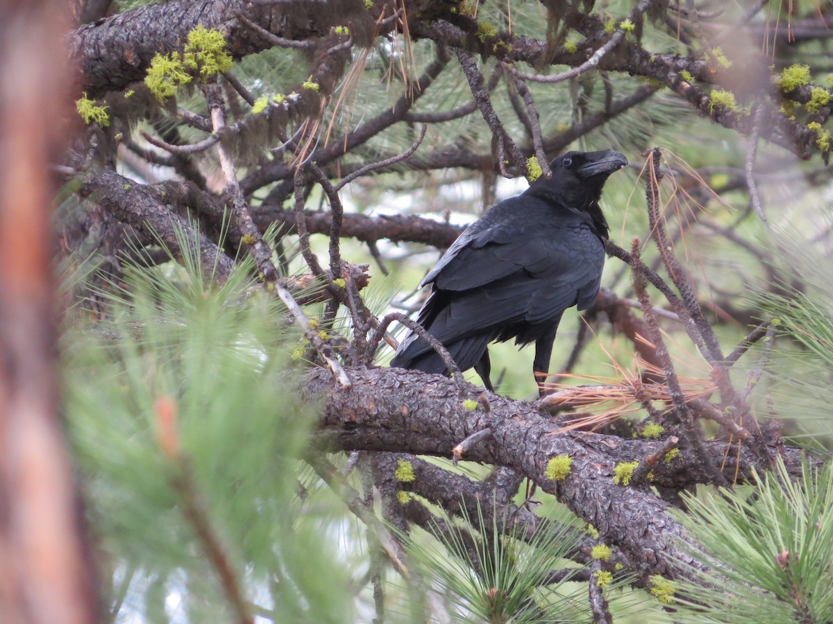 Common Raven - ML56951721