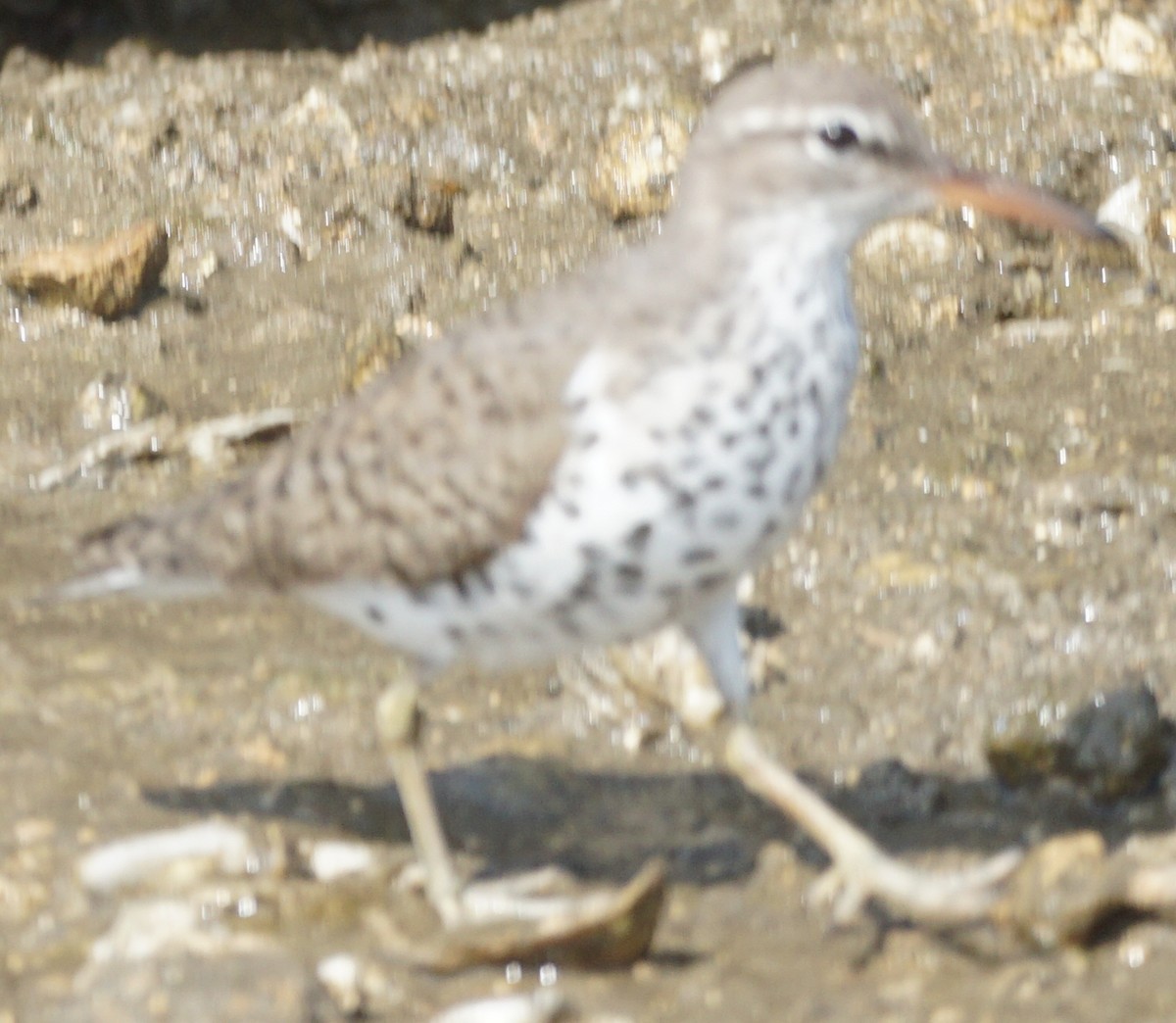 Spotted Sandpiper - ML569517641