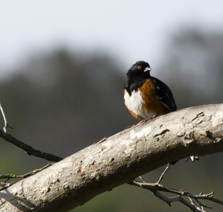 Spotted Towhee - ML569517891