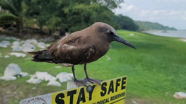 Brown Noddy - ML569518151