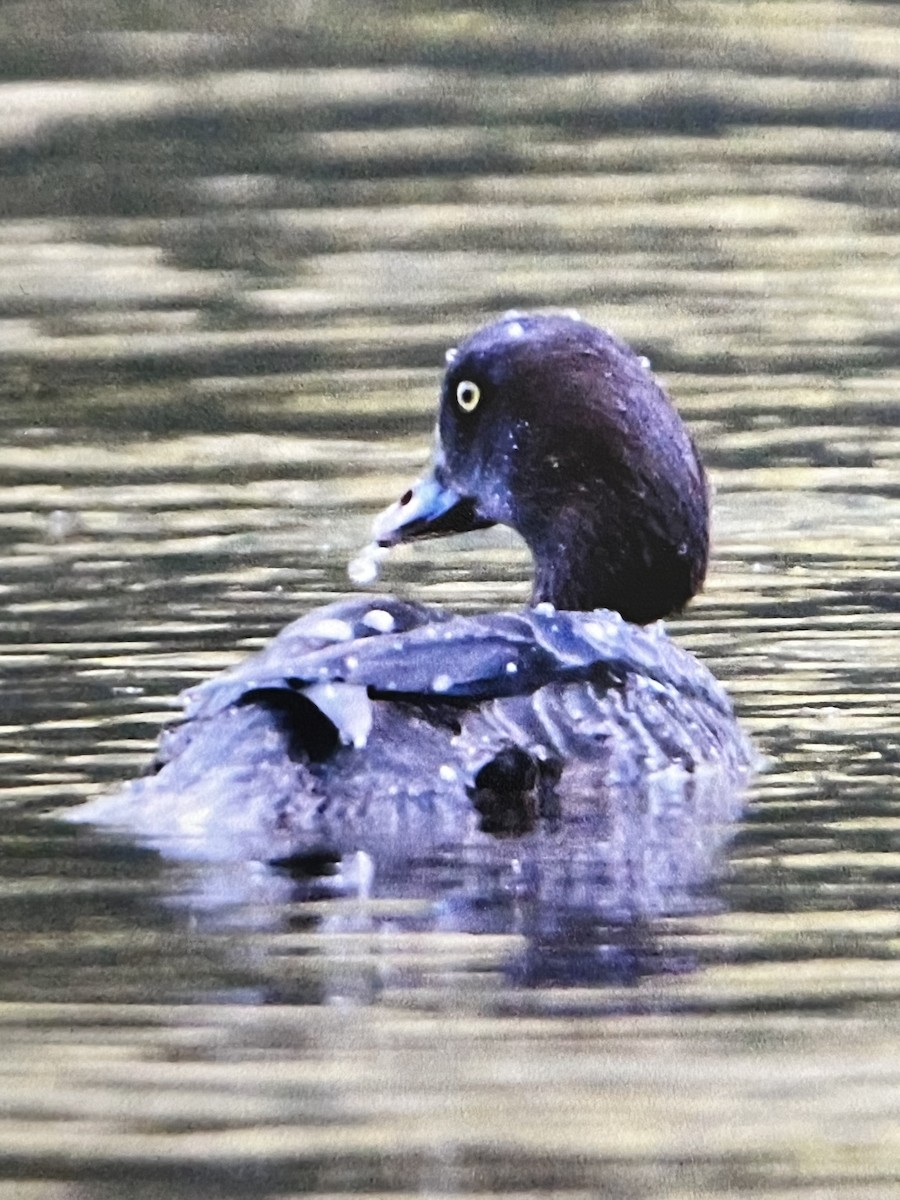 Common Goldeneye - ML569518301