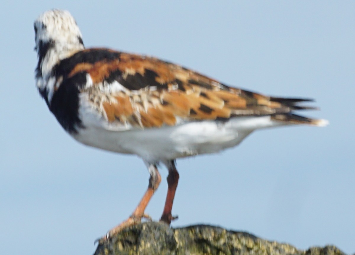 Ruddy Turnstone - John McCallister