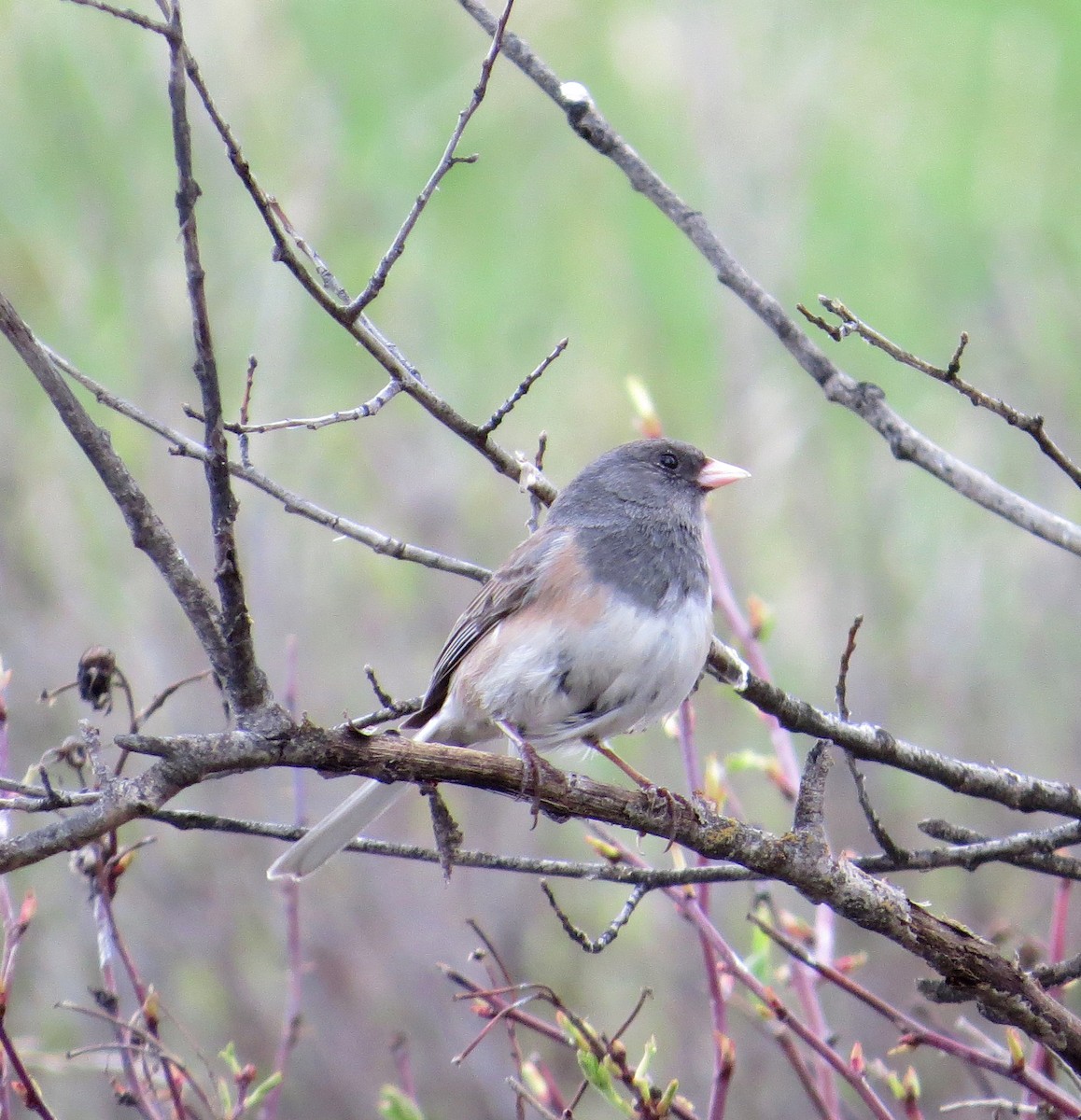 Dark-eyed Junco - ML56951851