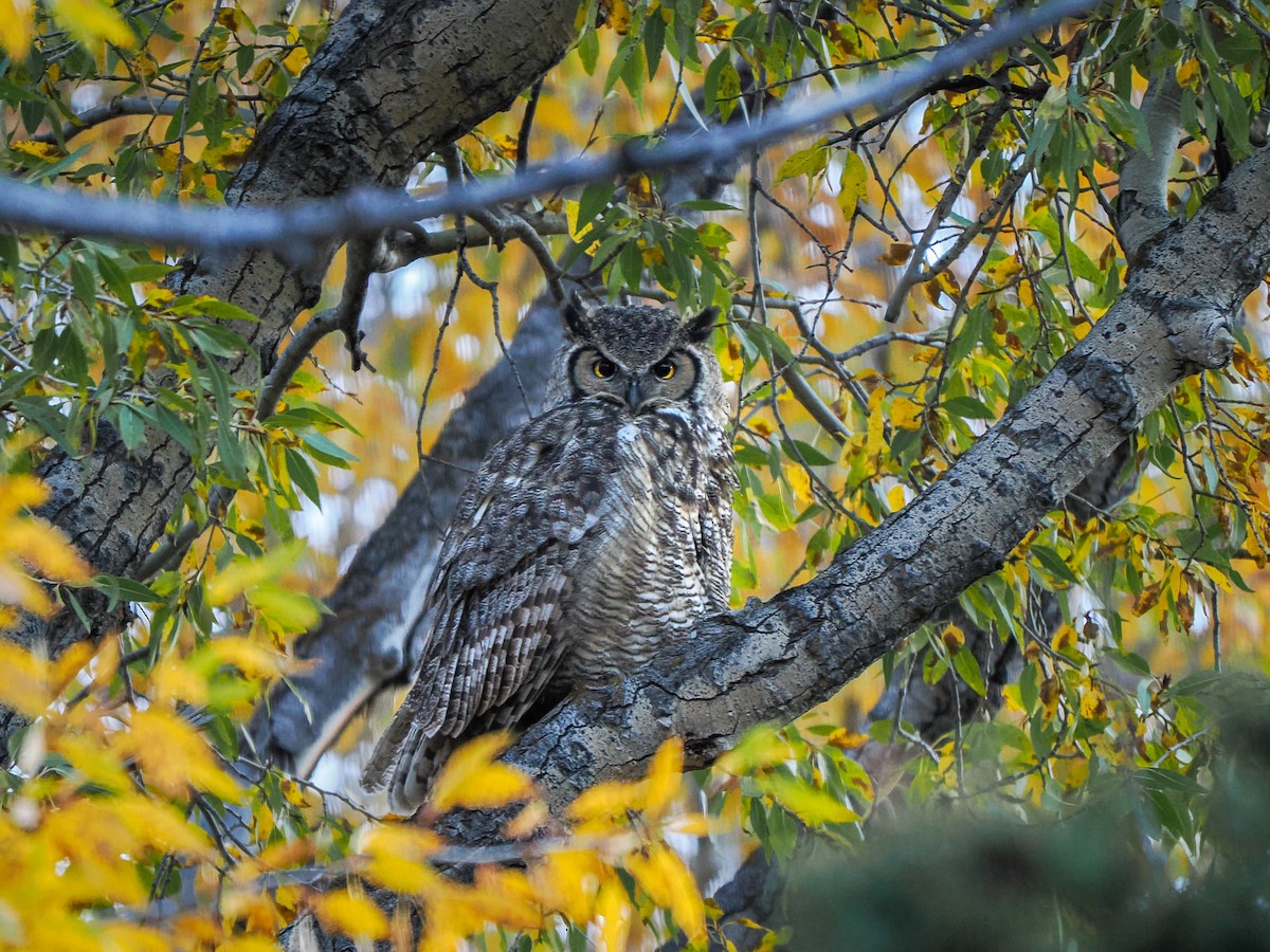 Great Horned Owl - ML569518891