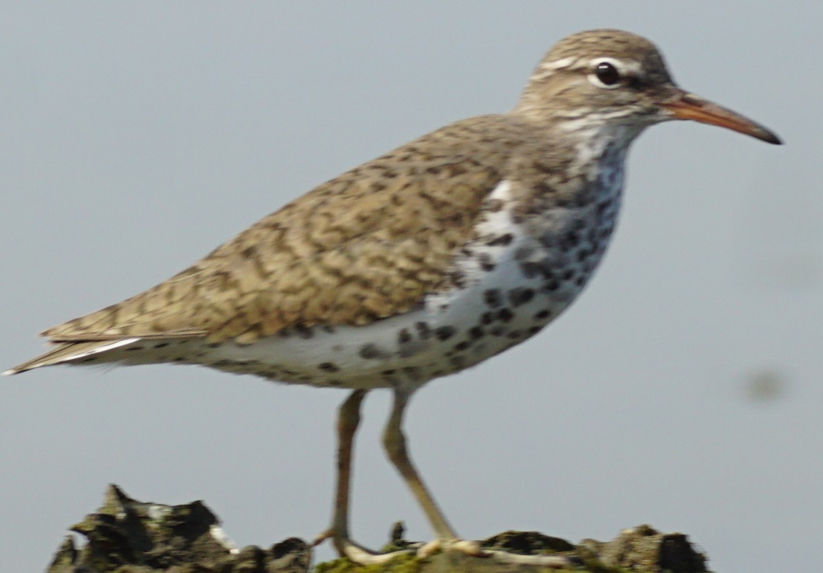 Spotted Sandpiper - ML569518971