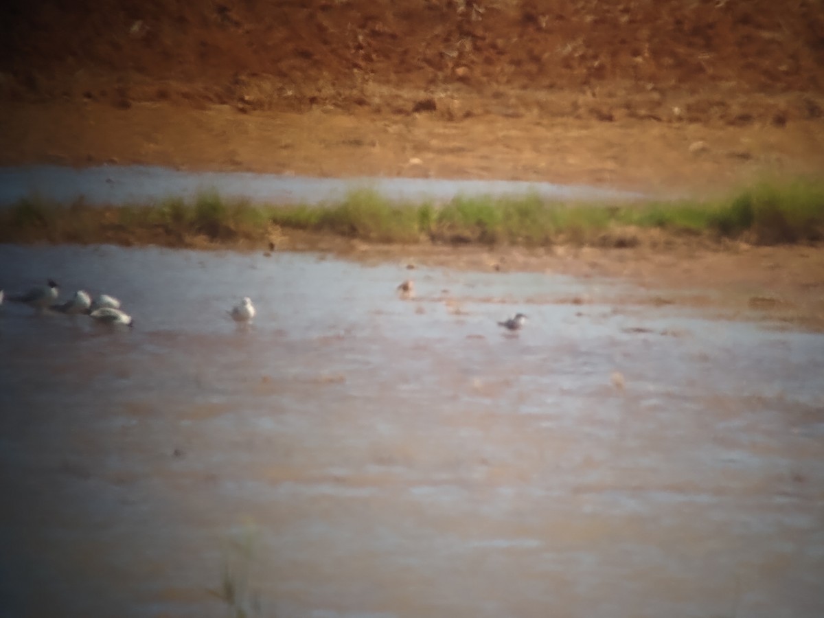 Common Tern - Xurxo Piñeiro Alvarez