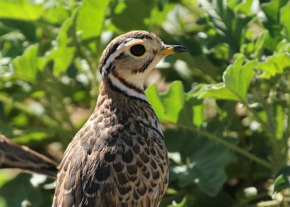 Three-banded Courser - ML569519881